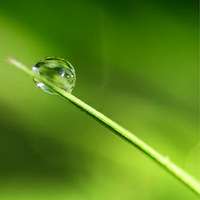 La pluie sur l'herbe